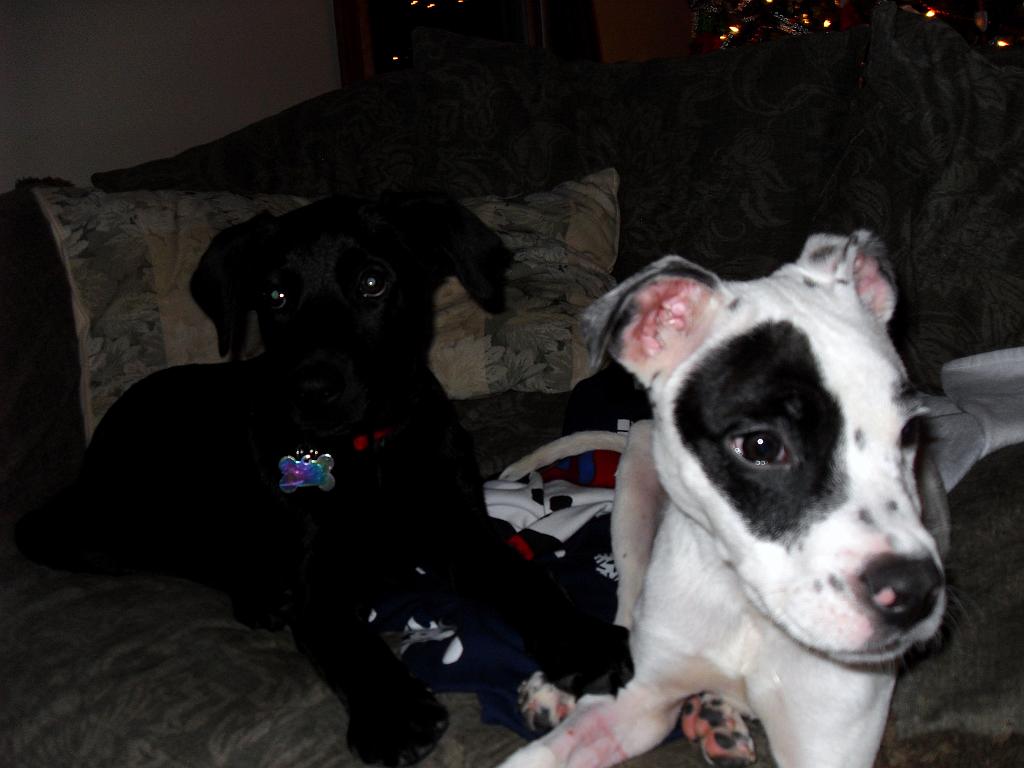 puppies 030.JPG